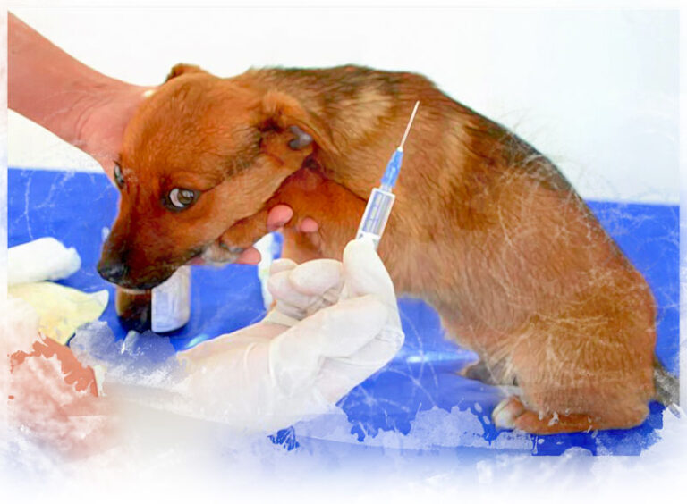 Basic exams and vaccinations Lower Mainland House Call Vet