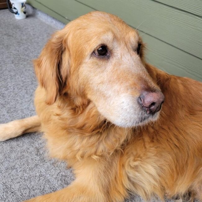 Humane Euthanasia Lower Mainland House Call Vet